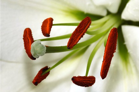lilium candidum